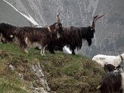 Giro ad anello MONTI VINDIOLO (2056 m.) e VETRO (2054 m.) salendo da ZORZONE-PIAN BRACCA (1122 m.) - FOTOGALLERY